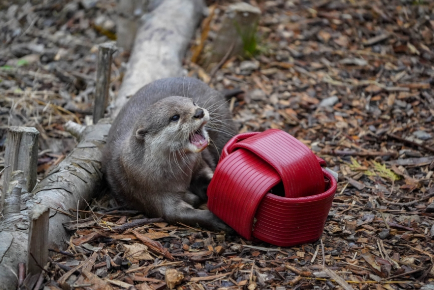 An otter with an old fire hoses at Noah's Ark Zoo Farm 